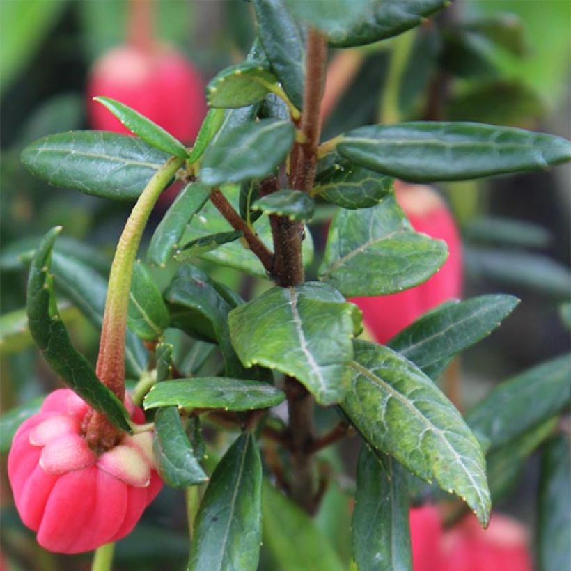 Crinodendron hookerianum - Chileense lantaarnboom (Blad)