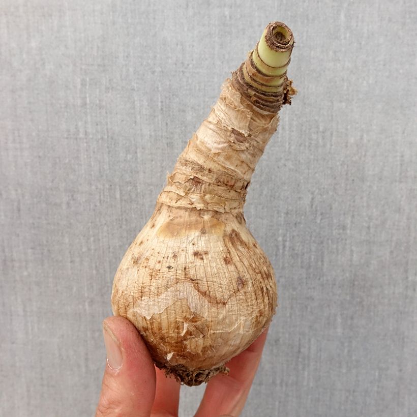 Exemplaar van Crinum moorei Album - Natallelie Bol kaliber 24+ zoals geleverd in de lente