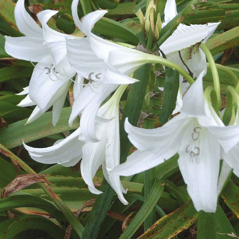 Crinum powellii Wit - Haaklelie (Bloei)