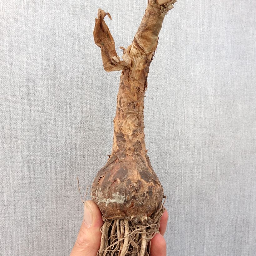 Exemplaar van Crinum powellii Wit - Haaklelie Bol kaliber 24+ zoals geleverd in de lente