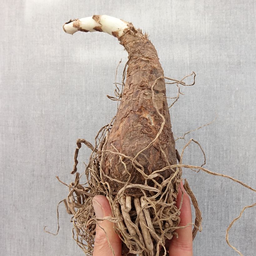 Exemplaar van Crinum powellii Rosea - Haaklelie roze Bol kaliber 24+ zoals geleverd in de lente