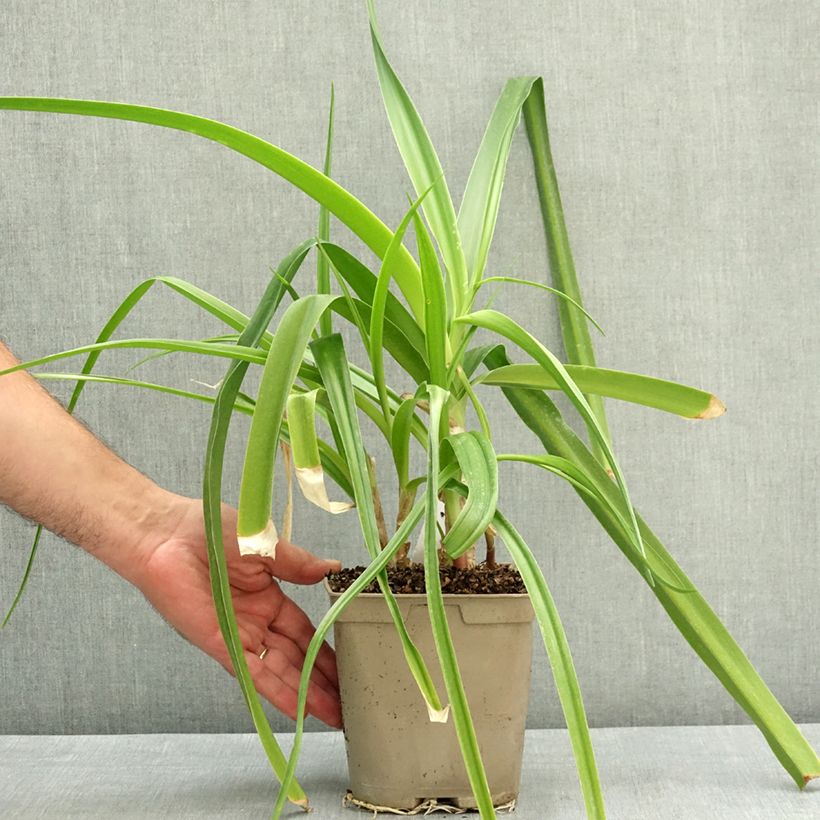 Exemplaar van Crinum powellii Rosea - Haaklelie roze Pot van 2 l/3 l kaliber 24+ zoals geleverd in de zomer