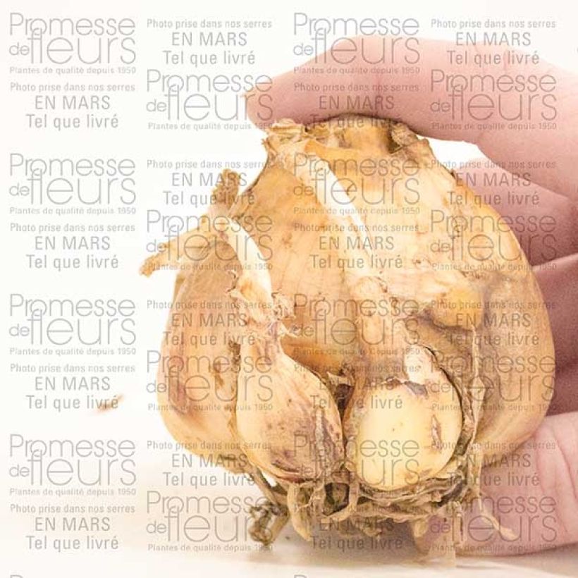 Voorbeeld van een exemplaar van Crinum Striped Beauty - Haaklelie Bol kaliber 24+ zoals geleverd