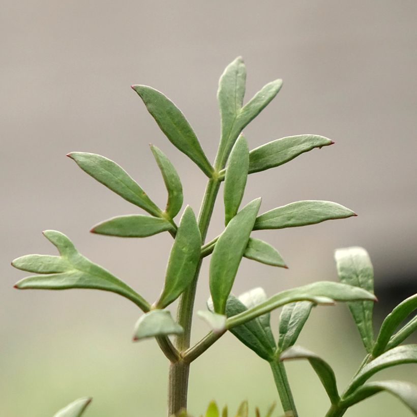 Crithmum maritimum - Zeevenkel (Blad)