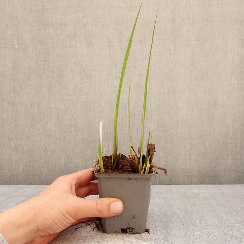 Exemplaar van Crocosmia crocosmiiflora Buttercup - Montbretia Kweekpotje van 8/9 cm kaliber 7+ zoals geleverd in de winter