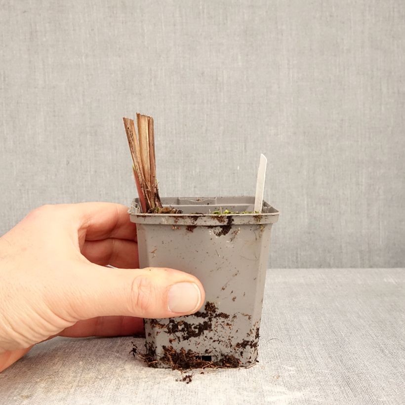 Example of Crocosmia crocosmiiflora Emberglow - Montbretia Kweekpotje van 8/9 cm kaliber 8+ as you get in hiver