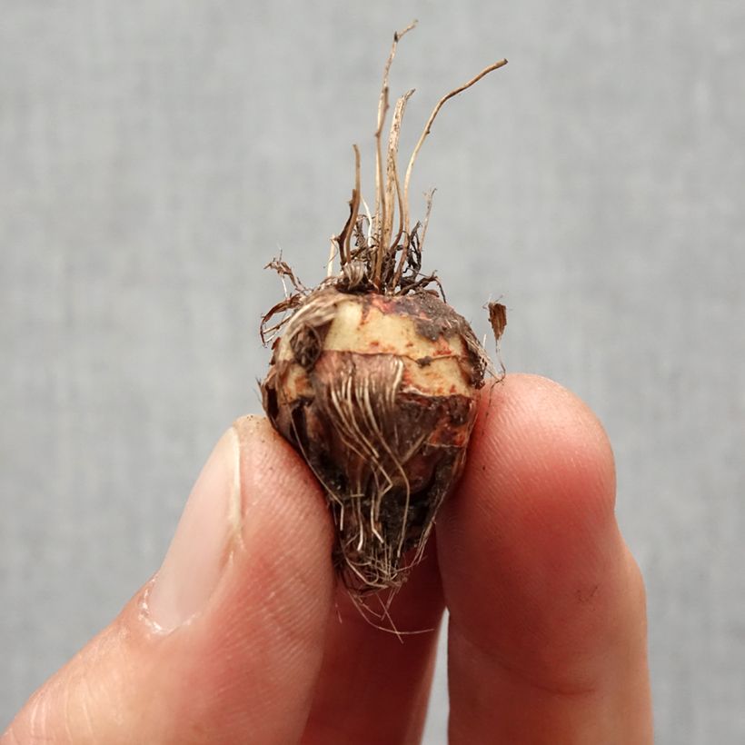 Example of Crocosmia crocosmiiflora Norwich Canary - Montbretia Bol kaliber 7+ as you get in printemps