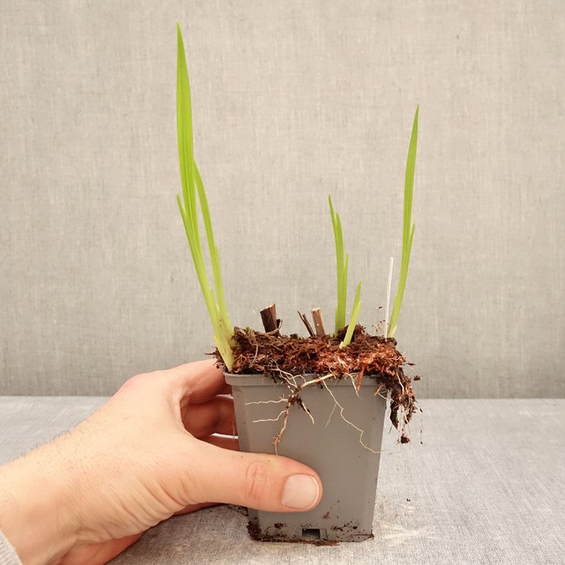 Example of Crocosmia crocosmiiflora Norwich Canary - Montbretia Kweekpotje van 8/9 cm kaliber 7+ as you get in hiver