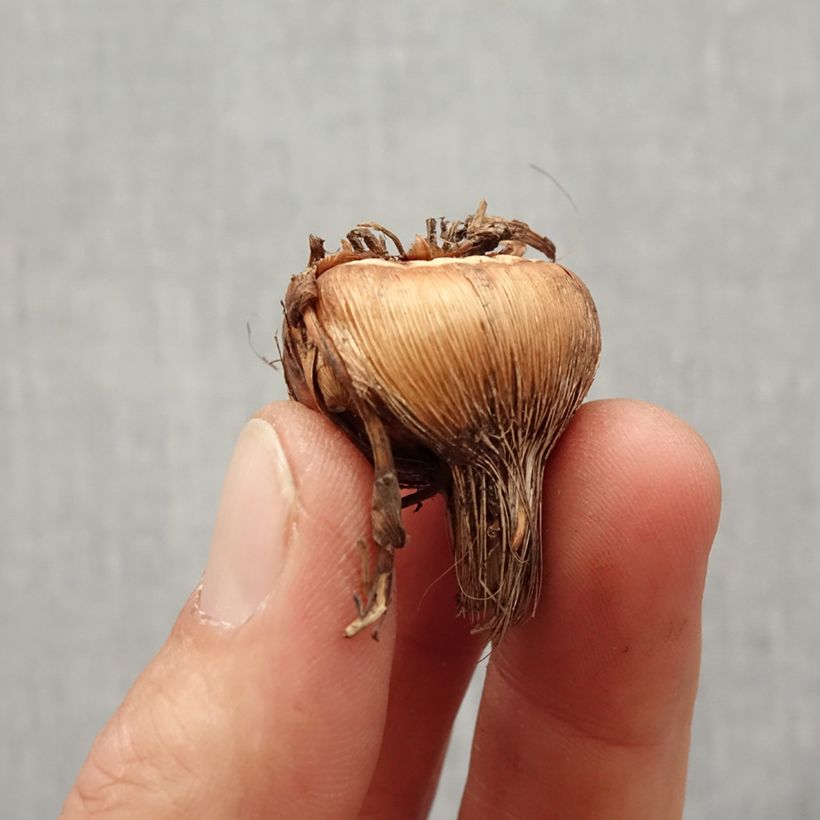 Exemplaar van Crocosmia crocosmiiflora Solfatare - Montbretia Bol kaliber 8+ zoals geleverd in de lente