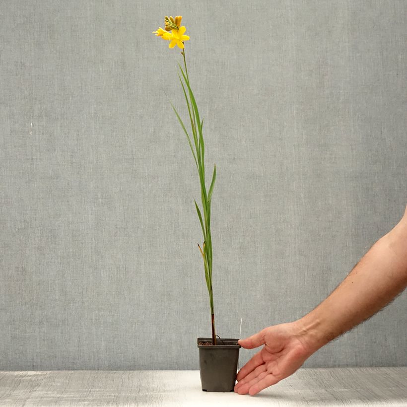 Exemplaar van Crocosmia Paul's Best Yellow - Montbretia Kweekpotje van 8/9 cm zoals geleverd in de zomer