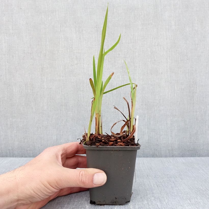 Example of Crocosmia Saracen - Montbretia Kweekpotje van 8/9 cm as you get in printemps