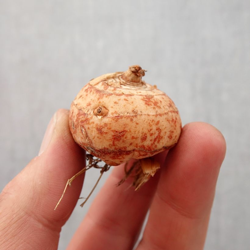 Example of Crocosmia Lucifer - Montbretia Bol kaliber 10+ as you get in printemps