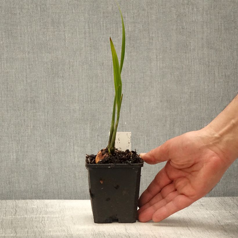 Example of Crocosmia Lucifer - Montbretia Kweekpotje van 8/9 cm as you get in printemps