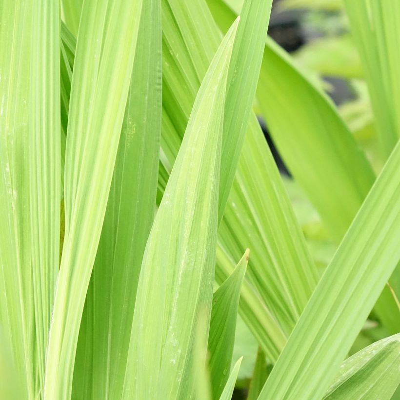 Crocosmia Lucifer - Montbretia (Blad)