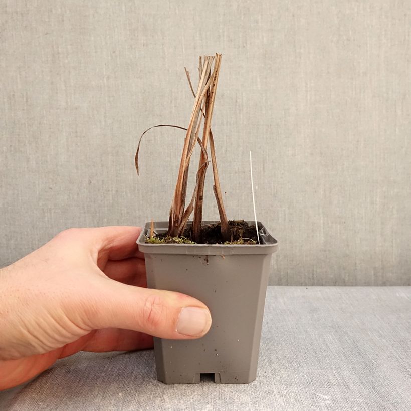 Example of Crocosmia masoniorum - Montbretia Kweekpotje van 8/9 cm kaliber 8/10 as you get in hiver