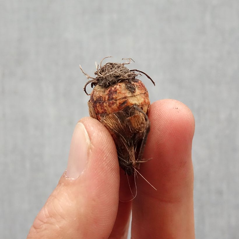 Example of Crocosmia crocosmiiflora Columbus - Montbretia Bol kaliber 7+ as you get in printemps