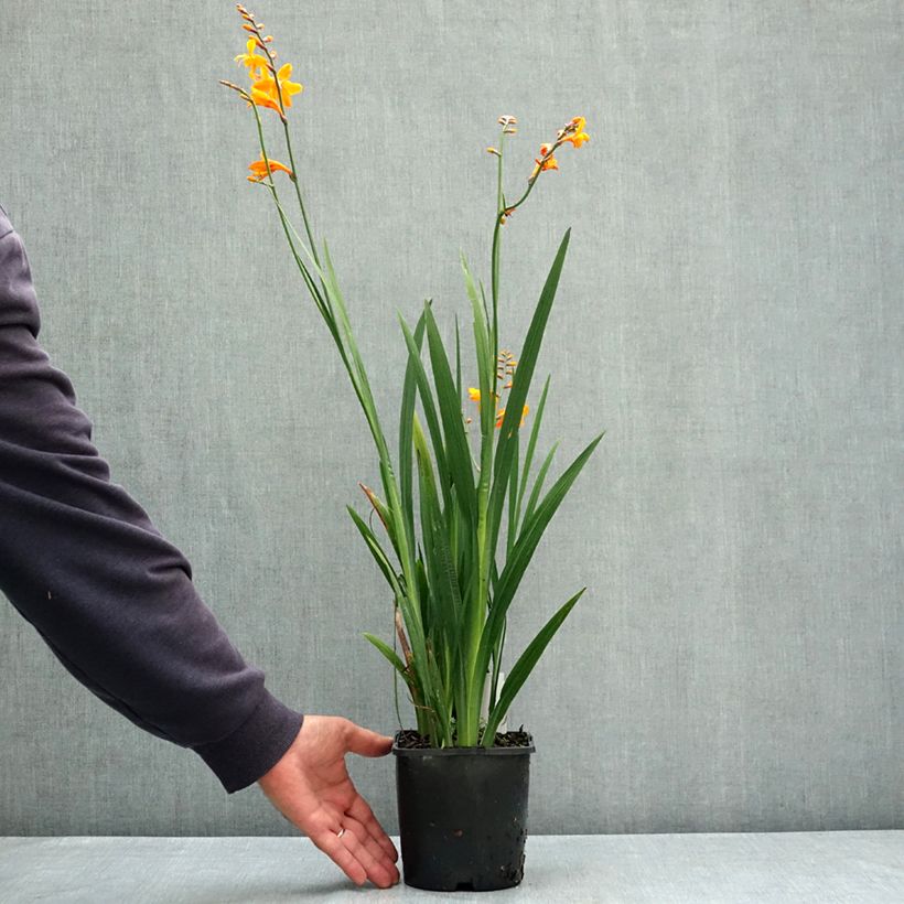 Exemplaar van Crocosmia crocosmiiflora Columbus - Montbretia Pot van 2 l/3 l kaliber 7+ zoals geleverd in de zomer