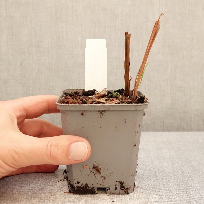 Exemplaar van Montbretia Fire King - Crocosmia Kweekpotje van 8/9 cm kaliber 6+ zoals geleverd in de winter