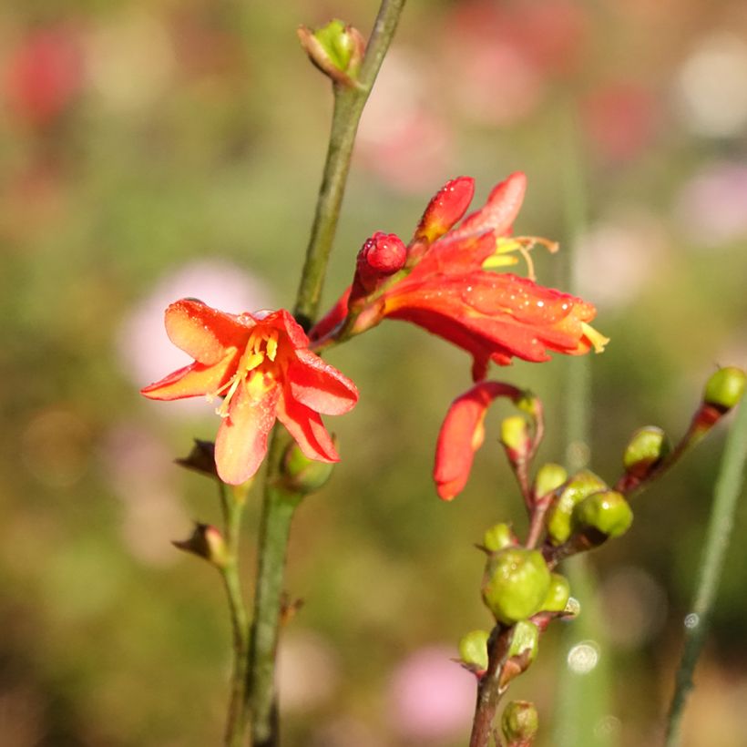 Montbretia Fire King - Crocosmia (Bloei)