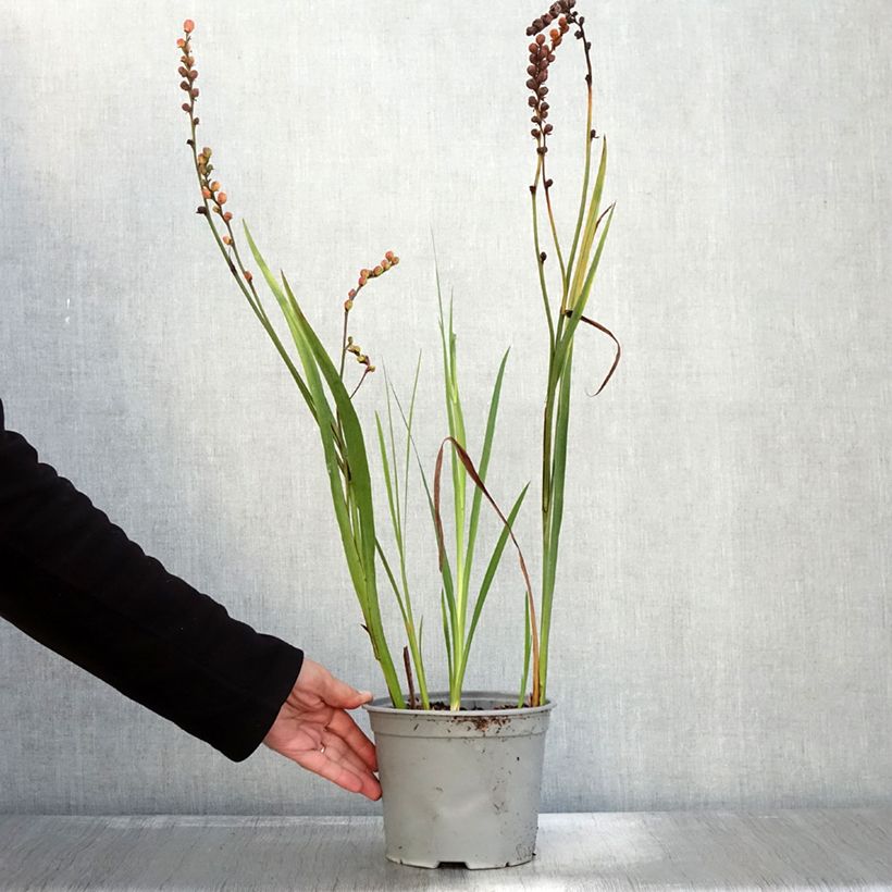 Exemplaar van Crocosmia ou montbretia Fire King Pot de 3L/4L calibre 6+ zoals geleverd in de herfst