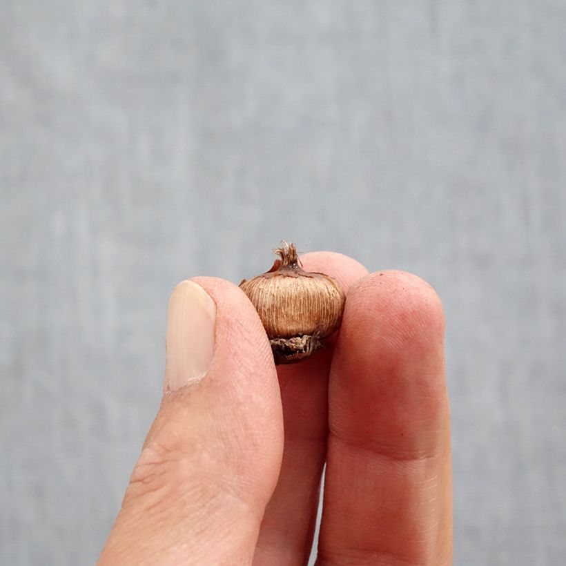 Exemplaar van Crocus ancyrensis - Ankara-krokus Bol kaliber 5+ zoals geleverd in de herfst