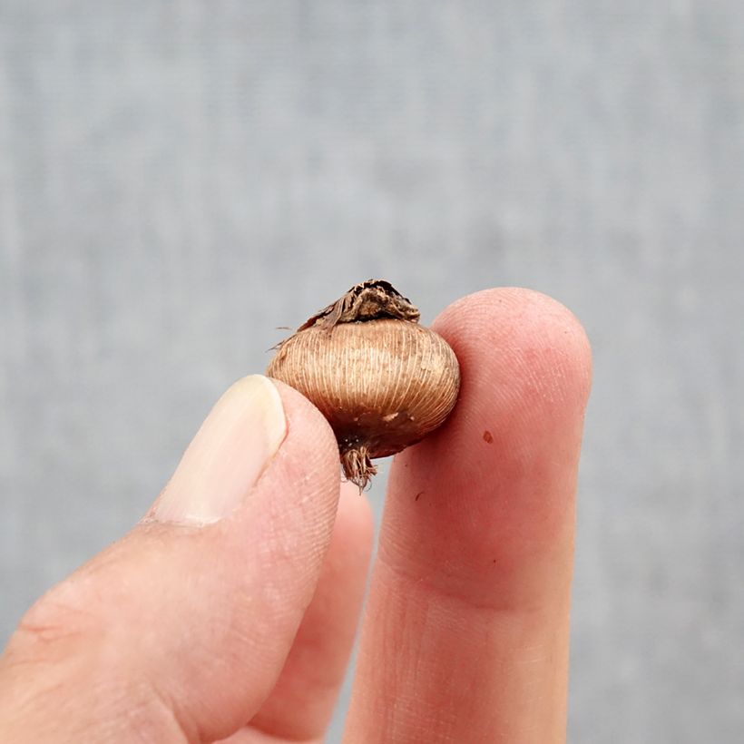 Exemplaar van Crocus ancyrensis Golden Bunch - Ankara-krokus Bol kaliber 5+ zoals geleverd in de herfst