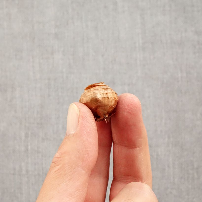Exemplaar van Crocus biflorus subsp. weldenii Fairy - Schotse krokus Bol kaliber 5+ zoals geleverd in de herfst