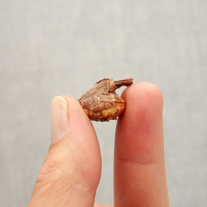 Exemplaar van Crocus karduchorum - Herfstkrokus Bol kaliber 6+ zoals geleverd in de herfst