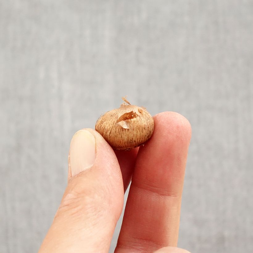 Exemplaar van Crocus laevigatus Fontenayi - Kerstkrokus Bol kaliber 4+ zoals geleverd in de herfst