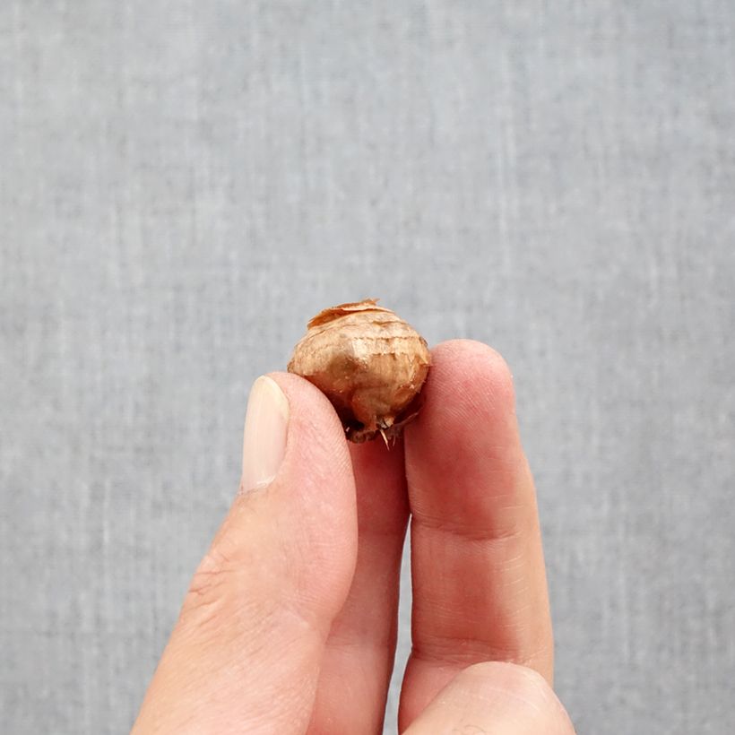Exemplaar van Crocus ochroleucus - Herfstkrokus Bol kaliber 5+ zoals geleverd in de herfst