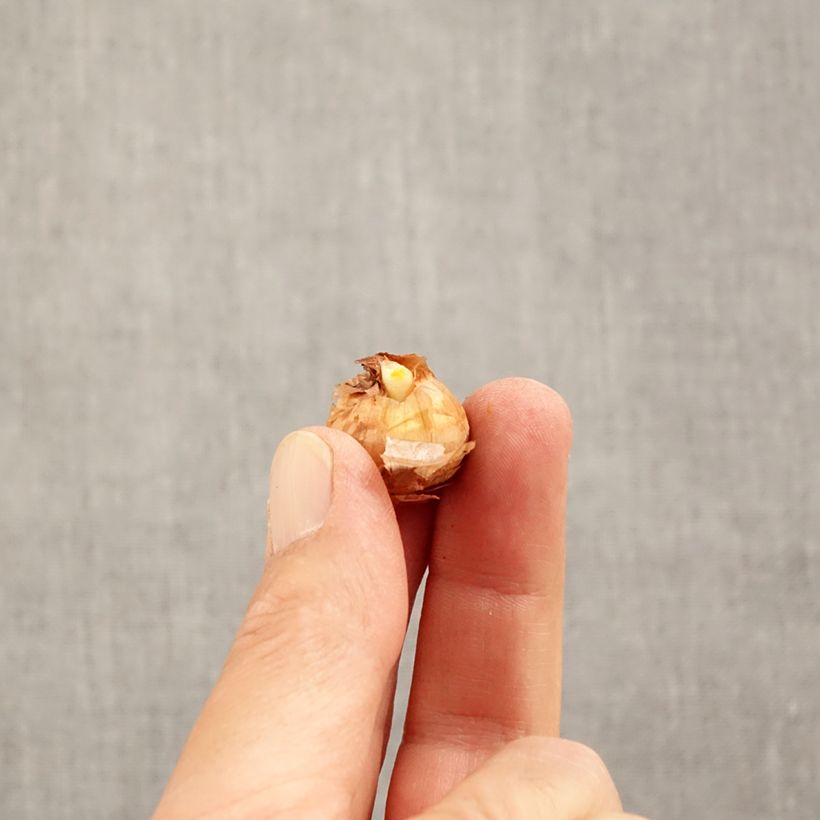 Example of Crocus chrysanthus Advance Bol kaliber 5+ as you get in automne