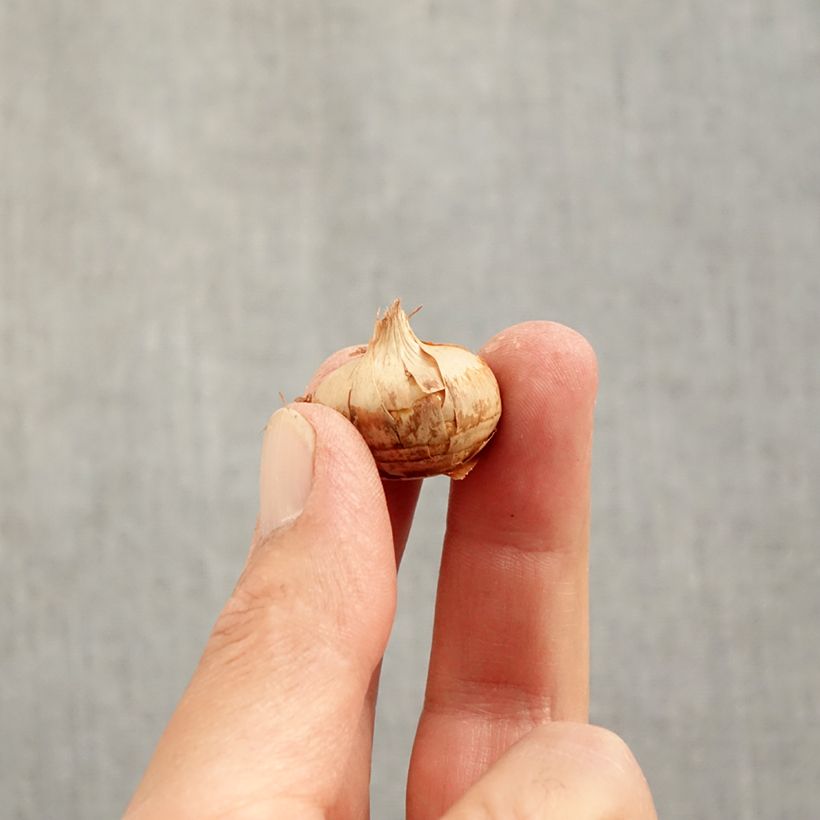 Example of Crocus chrysanthus Blue Marlin - Sneeuwkrokus Bol kaliber 6+ as you get in automne