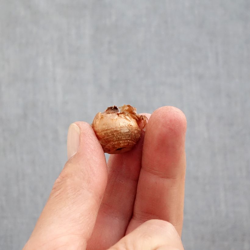 Exemplaar van Crocus chrysanthus Constellation - Sneeuwkrokus Bol kaliber 5+ zoals geleverd in de herfst