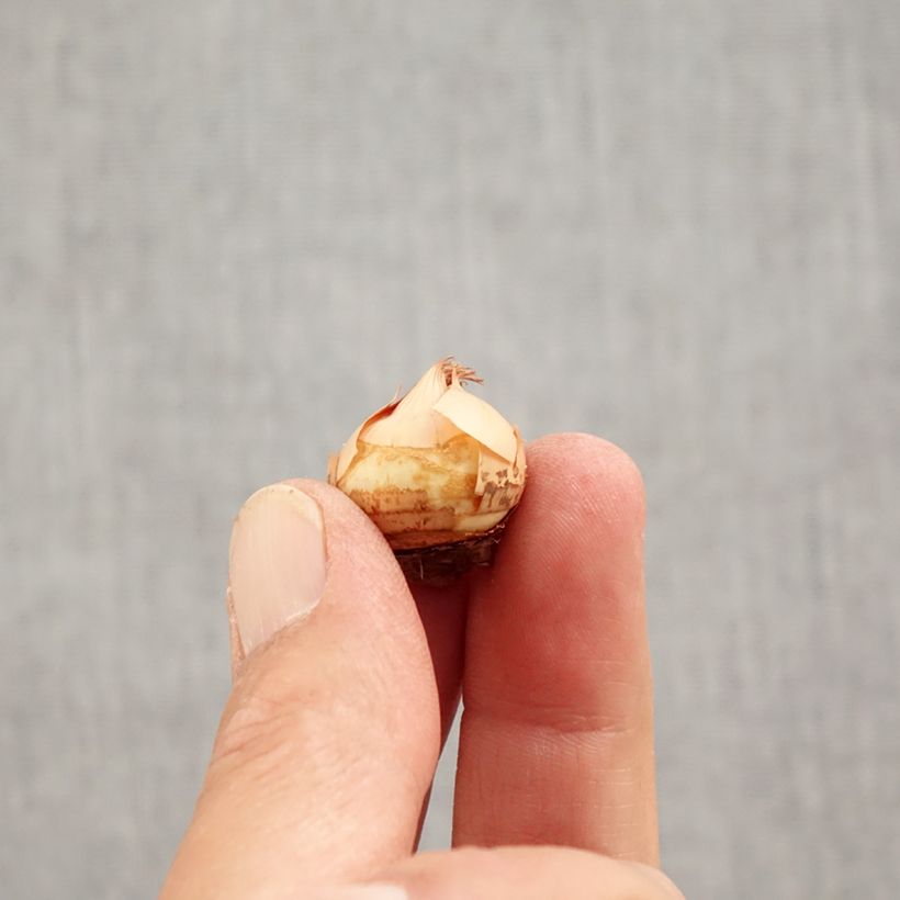 Exemplaar van Crocus chrysanthus Fuscotinctus - Sneeuwkrokus Bol kaliber 6+ zoals geleverd in de herfst