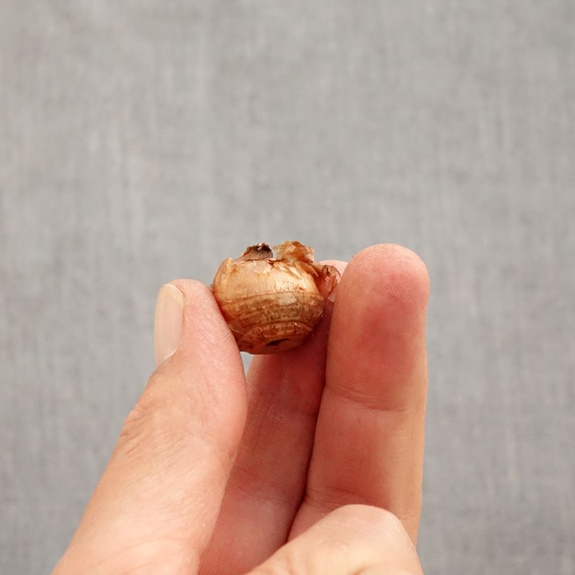 Exemplaar van Crocus chrysanthus Gipsy Girl - Sneeuwkrokus Bol kaliber 5+ zoals geleverd in de herfst