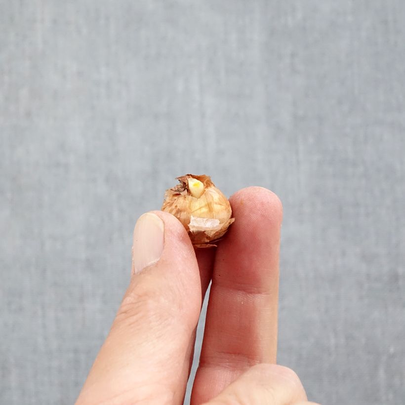 Exemplaar van Crocus chrysanthus Miss Vain - Sneeuwkrokus Bol kaliber 5+ zoals geleverd in de herfst