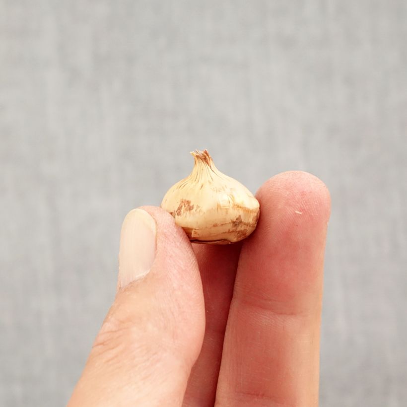 Exemplaar van Crocus chrysanthus Zwanenburg Bronze - Sneeuwkrokus Bol kaliber 5+ zoals geleverd in de herfst