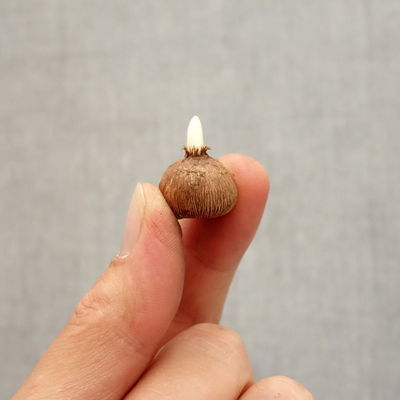 Exemplaar van Crocus gargaricus - Gargarische krokus Bol kaliber I zoals geleverd in de herfst