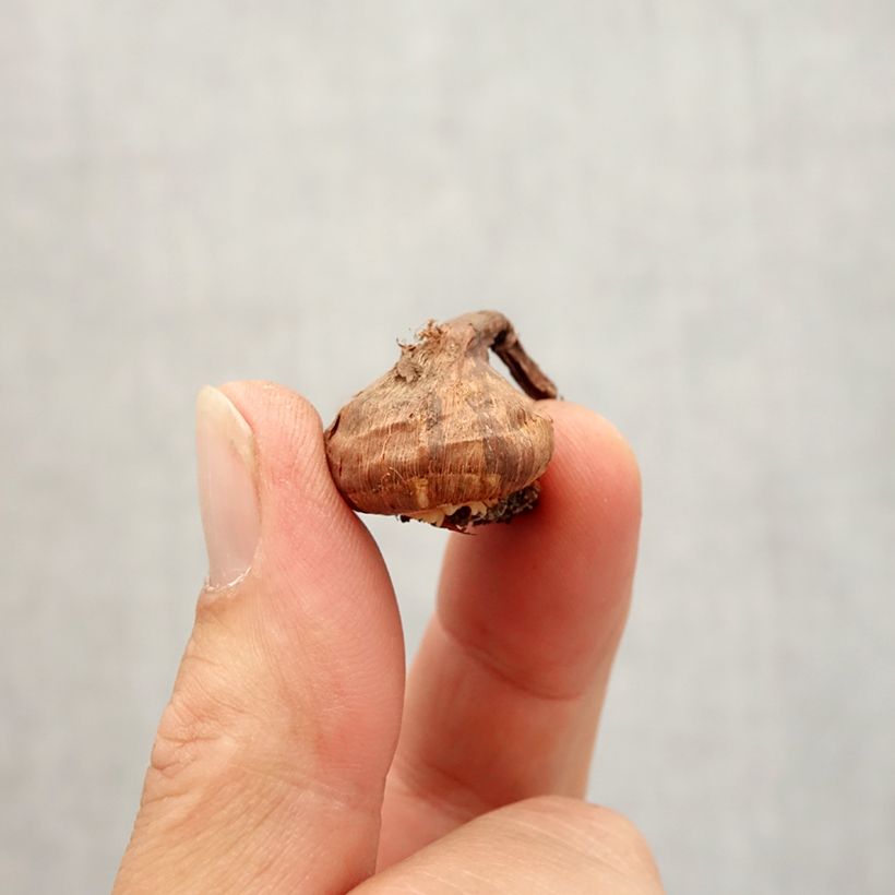 Exemplaar van Crocus korolkowii - Krokus Bol kaliber 6+ zoals geleverd in de herfst