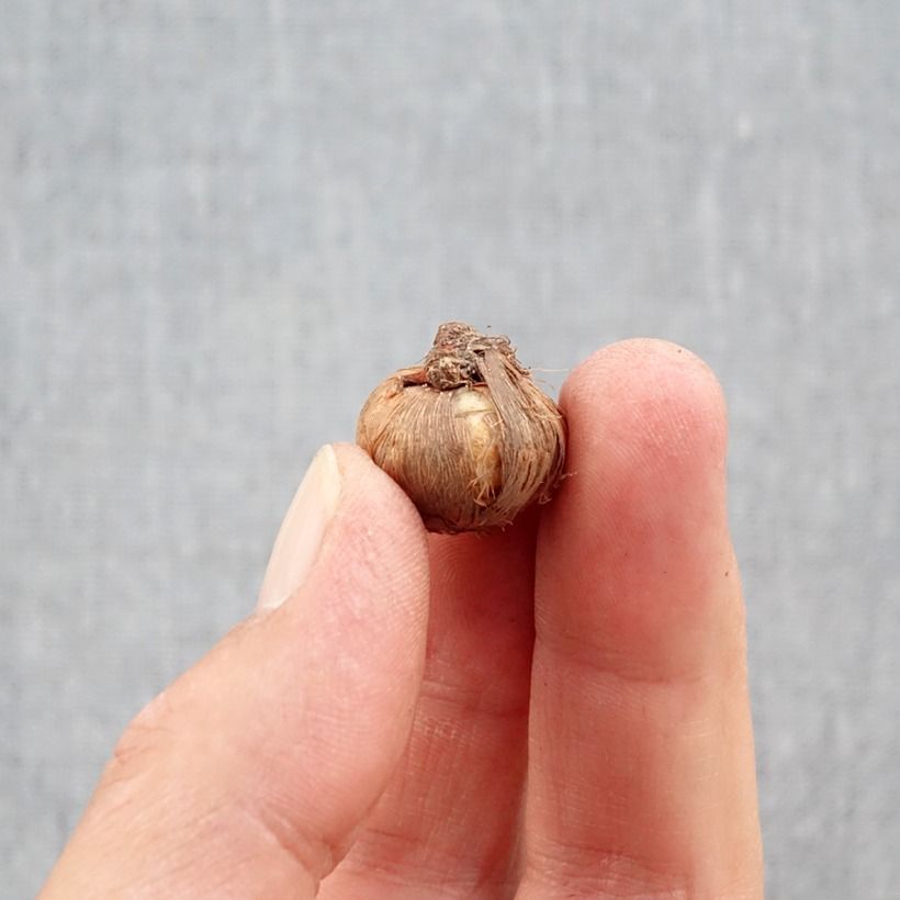 Exemplaar van Crocus ligusticus - Herfstkrokus Bol kaliber 5+ zoals geleverd in de herfst