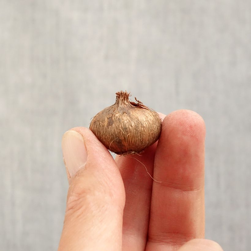 Example of Crocus vernus Flower Record - Hollandse krokus Bol size 7 as you get in automne