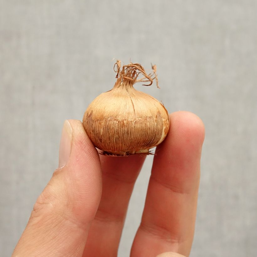 Exemplaar van Crocus vernus Grand Jaune - Hollandse krokus geel Bol kaliber 8+ zoals geleverd in de herfst