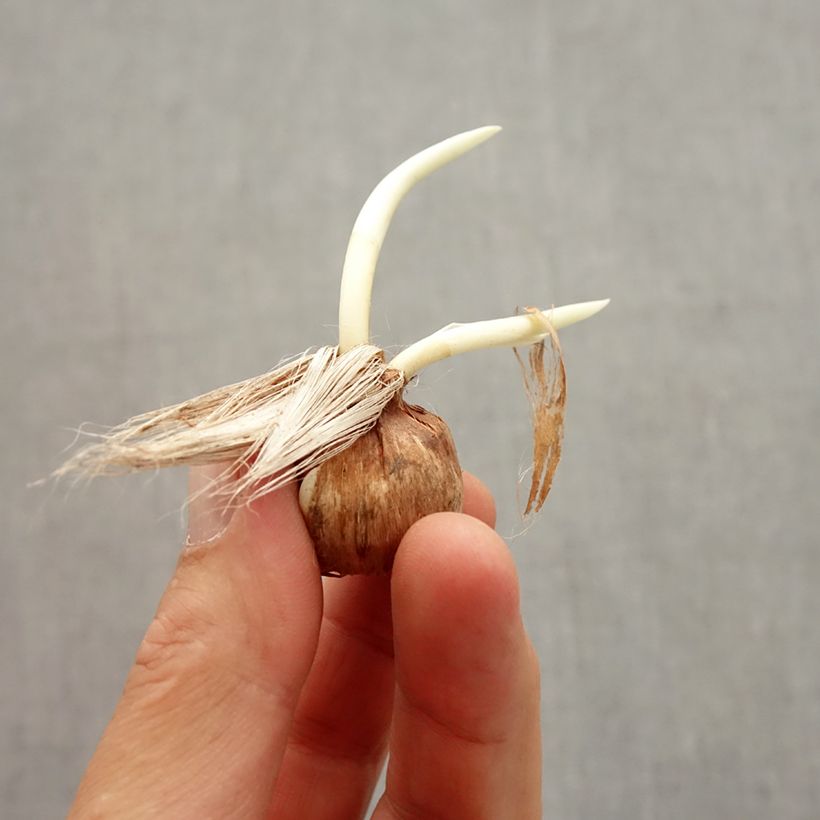 Exemplaar van Crocus vernus Pickwick - Hollandse krokus Bol kaliber 8+ zoals geleverd in de herfst