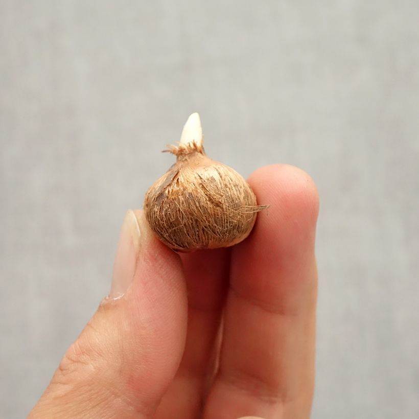 Example of Crocus Whale Shark - Hollandse krokus Bol kaliber 7+ as you get in automne