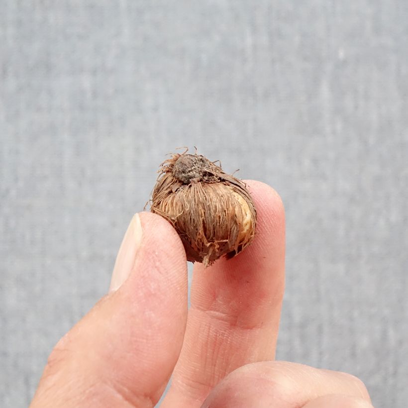Exemplaar van Crocus minimus - Krokus Bol kaliber 5+ zoals geleverd in de herfst