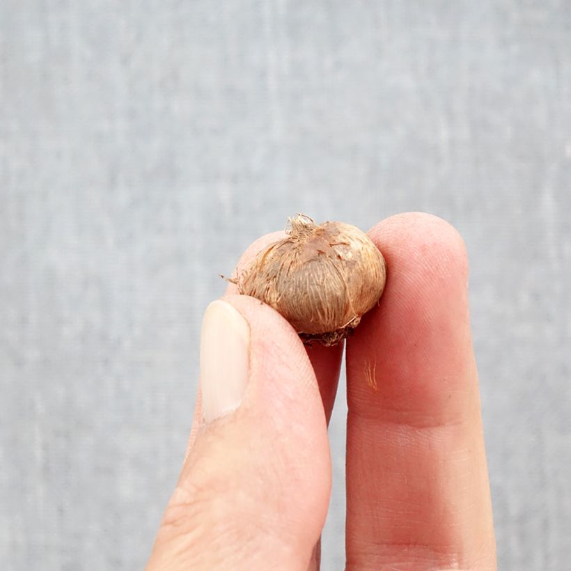 Example of Crocus Orange Monarch - Krokus Bol kaliber 5+ as you get in automne