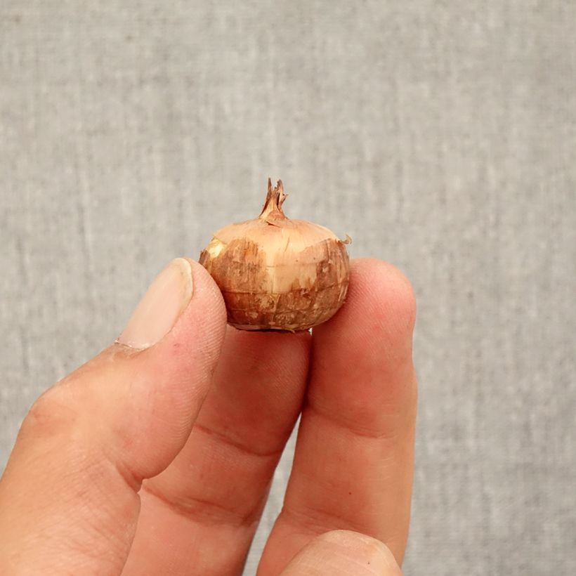 Exemplaar van Crocus pulchellus Zephyr - Herfstkrokus Bol kaliber 5+ zoals geleverd in de herfst