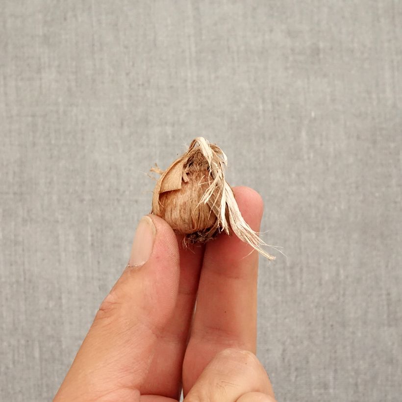 Exemplaar van Crocus sativus - Saffraankrokus Bol kaliber 8+ zoals geleverd in de herfst