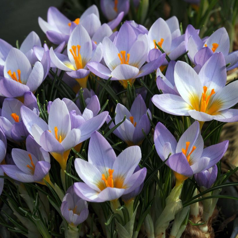 Crocus sieberi Firefly - Sieber-krokus (Bloei)