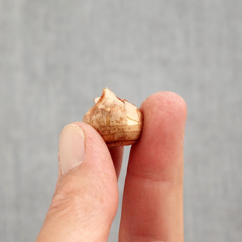 Exemplaar van Crocus sieberi Tricolor - Sieber-krokus Bol kaliber 6+ zoals geleverd in de herfst